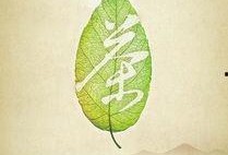 树叶最新爆料文案,揭秘娱乐圈不为人知的秘密