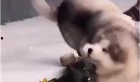 抖音视频搞笑最新爆料,搞笑视频盘点，笑到肚子疼！